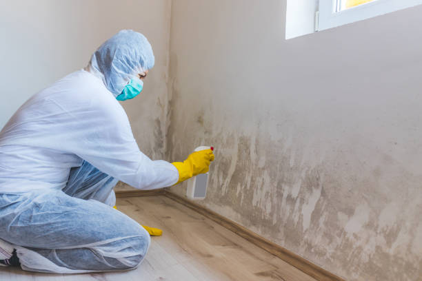 Licensed Basement Mold Removal service in Roxbury Crossing, MA - WQB Mold Removal