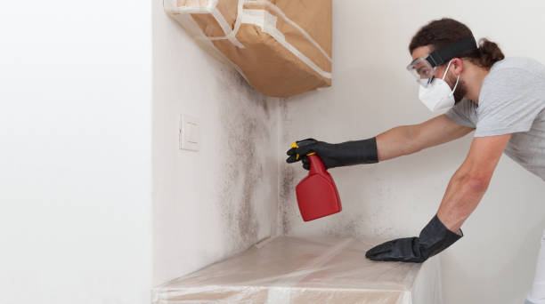 Professional Basement Mold Removal technician working in Roxbury Crossing, MA